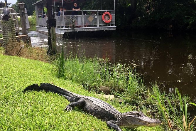 Jean Lafitte 90-Minute Swamp and Bayou Boat Tour