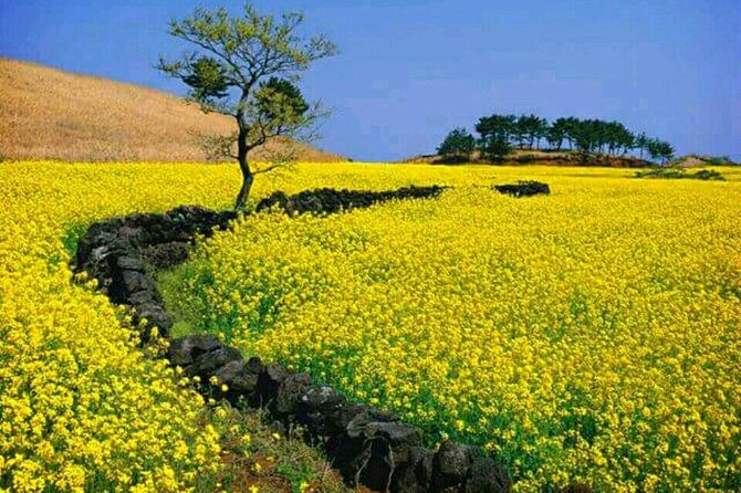 Jeju East Island Bus (Or Taxi )Tour Included Lunch & Entrance Fee - Tour Pricing and Options