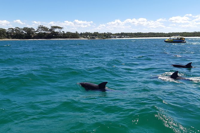 Jervis Bay Dolphin Cruise - Dolphin Encounter Experience