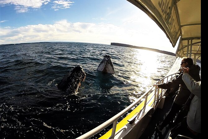 Jervis Bay Whale Watching Tour - Tour Highlights