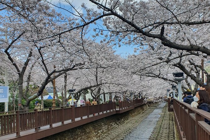 Jinhae Cherry Blossom Festival Tour - Tour Itinerary