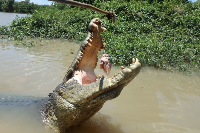 Jumping Crocodile Cruise With Lunch