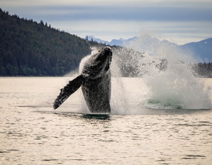 Juneau: Mendenhall Glacier Waterfall & Whale Watching Tour - Activity Details