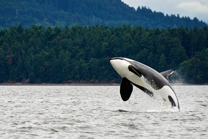 Juneau Whale Watching Adventure - Tour Highlights
