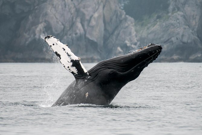 Juneau Wildlife Whale Watching & Mendenhall Glacier - Tour Itinerary