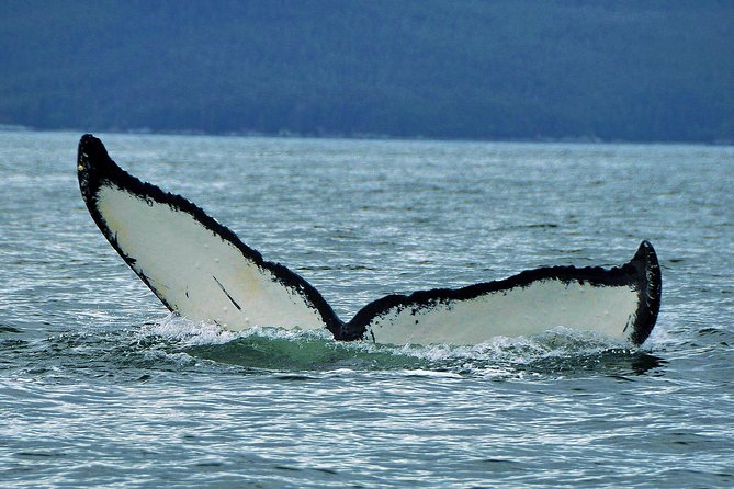 Juneaus Premier Whale Watching - Location and Transportation