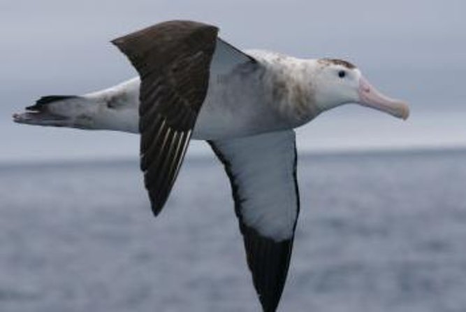 Kaikoura Albatross Encounter Tour From Christchurch - Tour Highlights