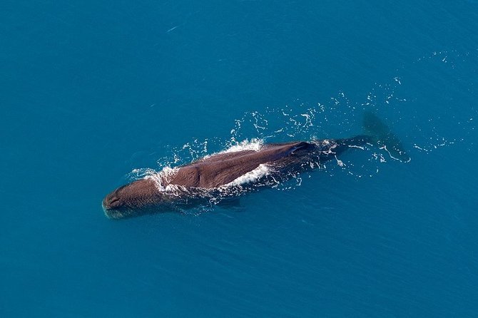 Kaikoura Helicopters Classic Whale Watch - Tour Highlights