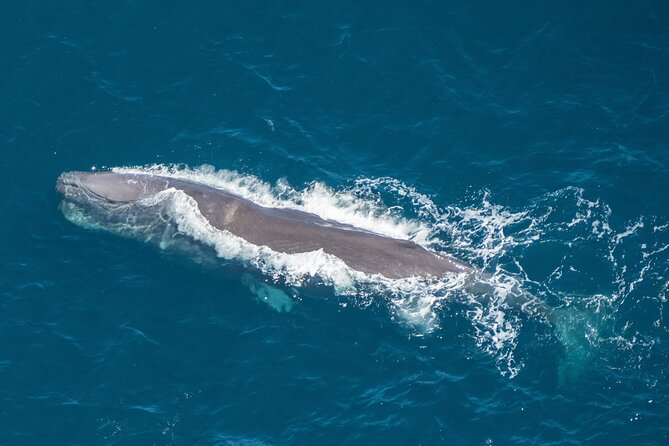 Kaikoura Helicopters Extended Whale Watch Flight - Inclusions