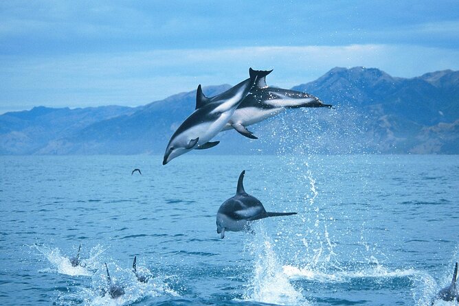 Kaikoura Whale and Dolphin Overnight Tour From Christchurch