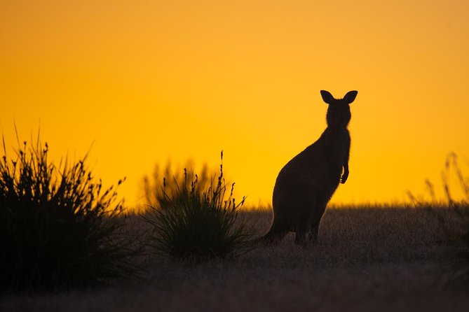 Kangaroo Island Luxury Small Group Flinders Chase Focus Full Day Tour - Flinders Chase National Park Exploration