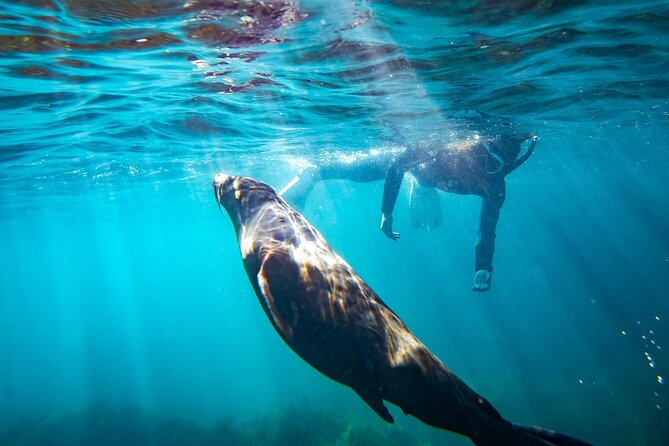 Kangaroo Island Ocean Safari – Snorkeling Safari