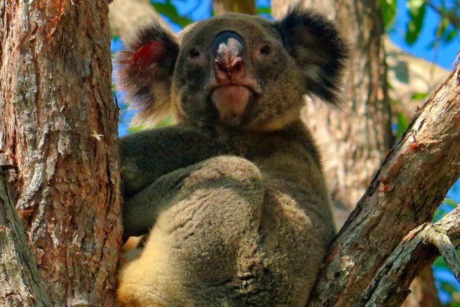 Kangaroo Watching & Koala Spotting Private Tour