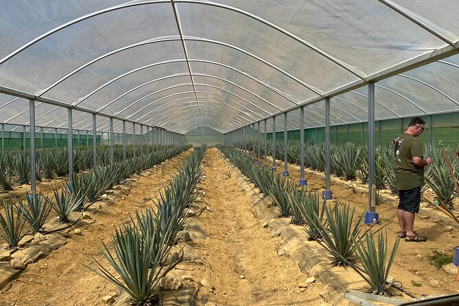Kiwi Spirit Distillery Golden Bay - Visit New Zealands Only Tequila Farm! - Distillery Location and Hours
