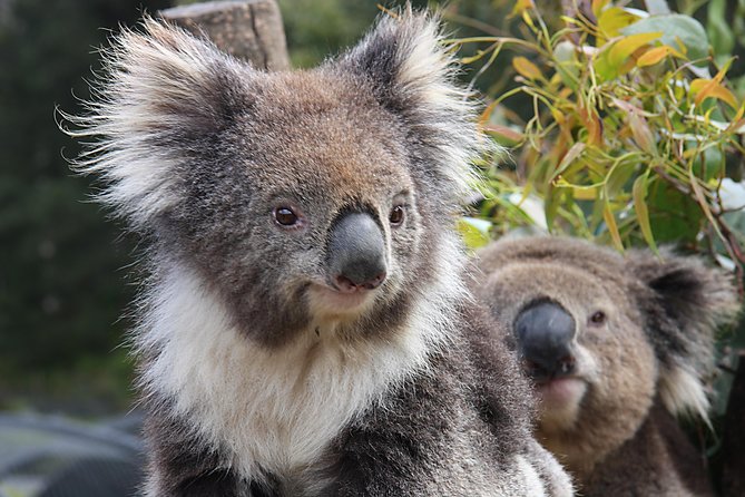 Kuranda Koala Gardens and Birdworld Admission Tickets - Attractions and Experiences