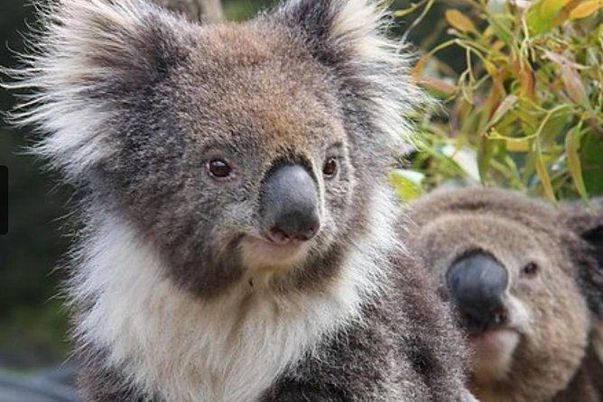 Kuranda Koala Gardens General Entry Ticket - Wildlife Encounters and Experiences