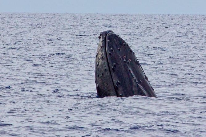 Lahaina Small-Vessel Whale-Watching Experience  – Maui