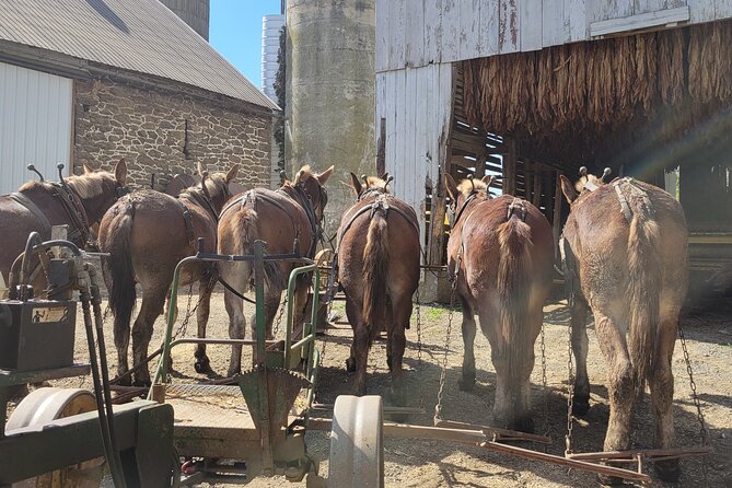 Lancaster County Amish Culture Small-Group Half-Day Tour - Tour Highlights