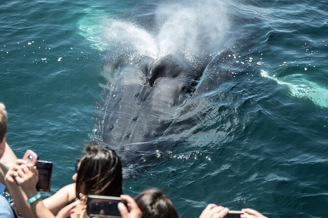 Luxury Whale Watching: Fewer People, Extra Speed, Expert Staff