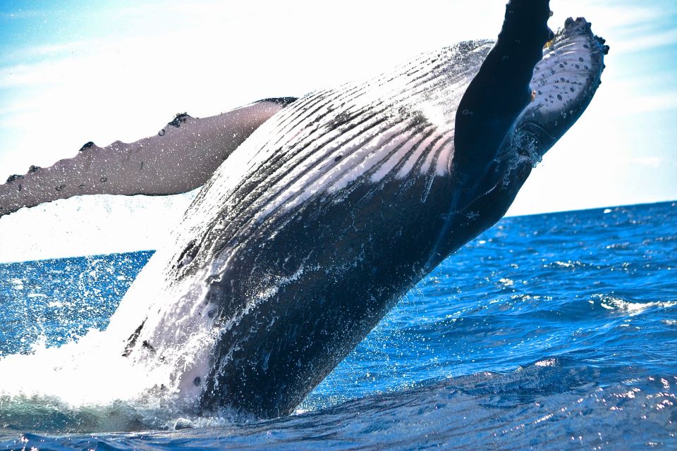 Maalaea: Small Group 2-Hour Whale Watch Experience - Whale Watching Experience Highlights