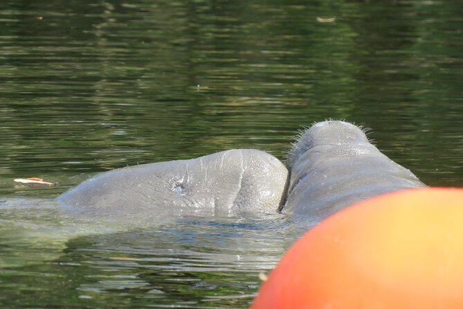 Manatee Discovery Kayak Tour for Small Groups Near Orlando - Participant Information