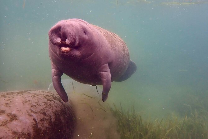 Manatee Snorkel Tour From American Pro Diving Center - Tour Highlights