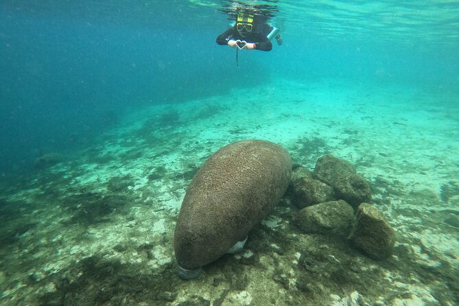 Manatee Snorkeling Crystal River Florida Semi-Private - Cancellation and Refunds