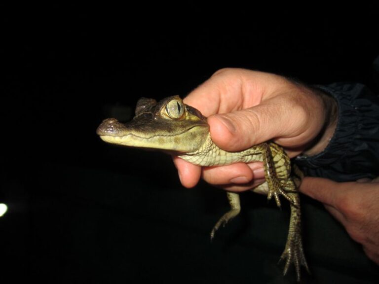 Manaus: Amazon Jungle Tour With Alligator Night Watch