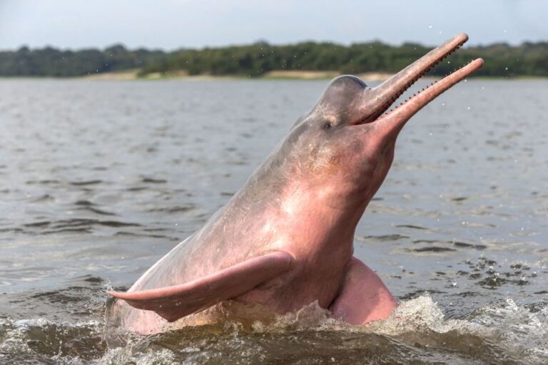 Manaus: Guided Amazon Dolphins Day Trip With Boat and Pickup
