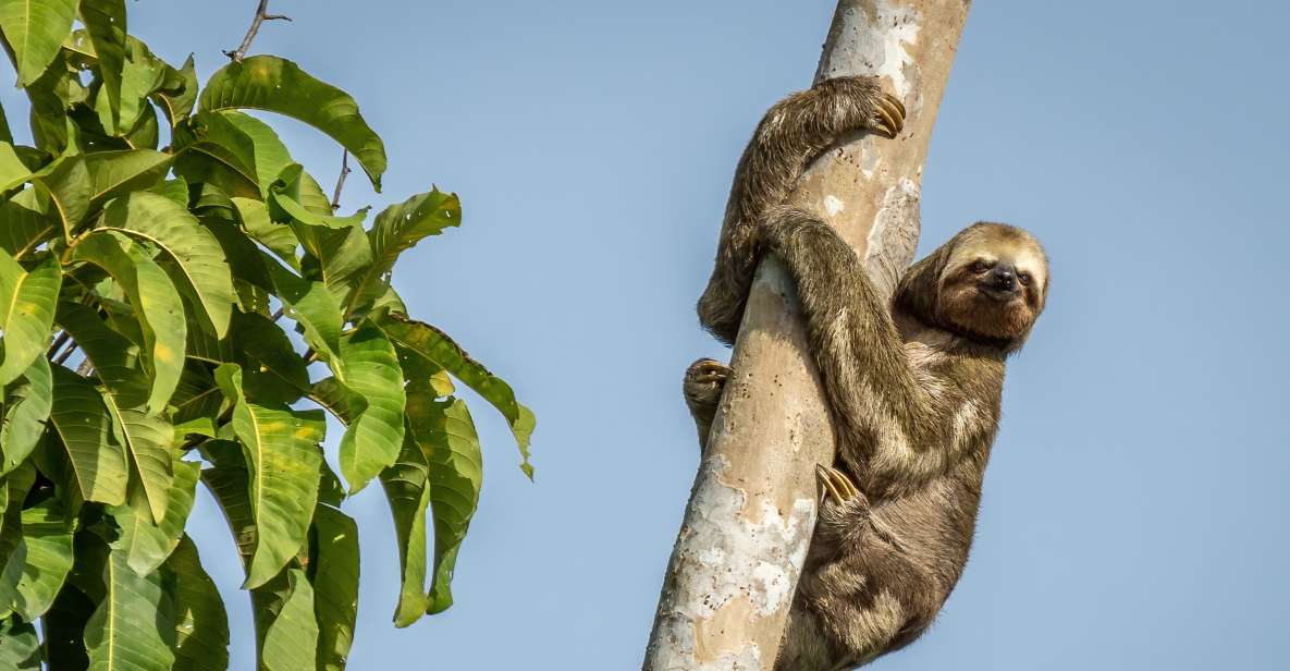 Manaus: Multi-Day Amazon Trip at Tapiri Floating Lodge