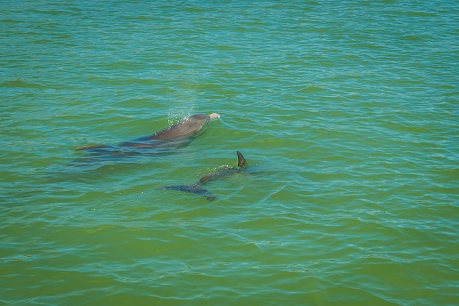 Marco Island Dolphin Sightseeing Tour