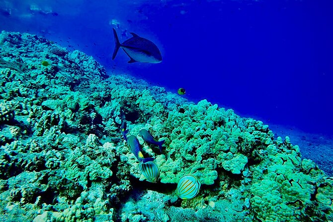 Marine Biologist Guided Snorkel Tour From Shore With Photos - Marine Life Encounters
