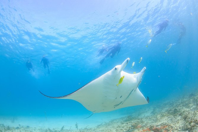 Marine Eco Safari – Swim With Manta Rays