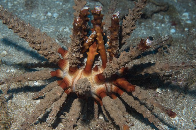 Maui Certified Shore Diving From Lahaina - Inclusions and Amenities Provided