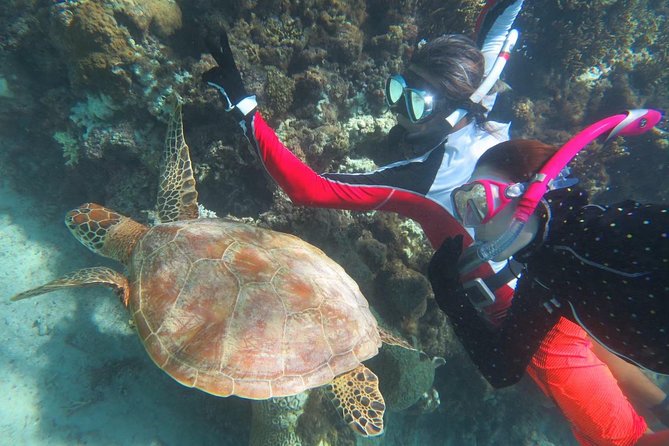 [Miyakojima Snorkel] Private Tour From 2 People Go to Meet Cute Sea Turtle