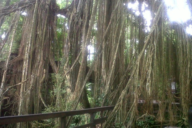 Monkey Forest, Ubud, and Rice Terraces