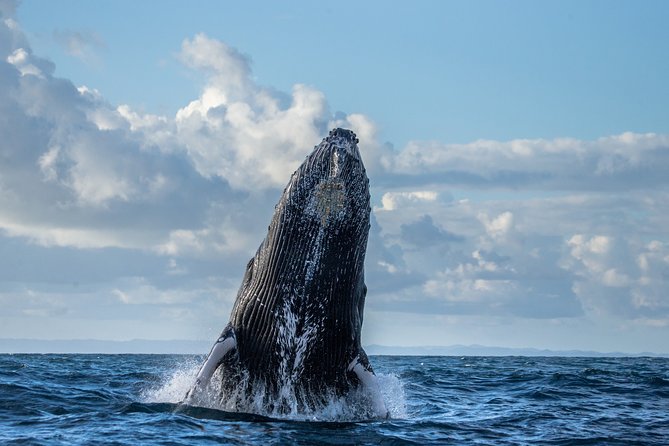 Monterey Bay Whale Watching - Best Time to Go