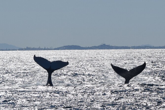 Mooloolaba Whale Watching Cruise - Experience Details