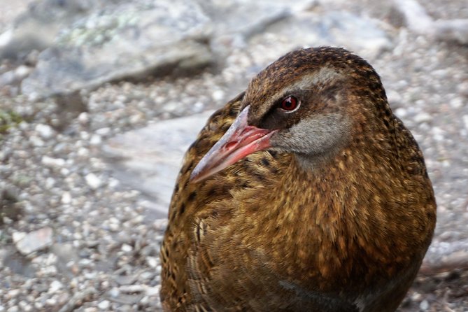 Mou Waho Island Cruise and Nature Walk From Wanaka - Booking & Policies