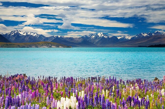 Mount Cook, Lake Tekapo and Tasman Glacier Tour From Christchurch - Tour Highlights