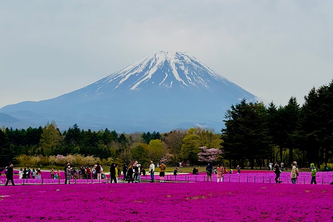 Mt. Fuji Cherry Blossom in Sakura Season Private Day Tour. - Tour Highlights