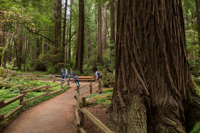 Muir Woods & Sausalito Half-Day Tour (Return by Bus or Ferry From Sausalito) - Itinerary Highlights