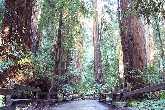 Muir Woods Tour of California Coastal Redwoods - Booking and Tour Details