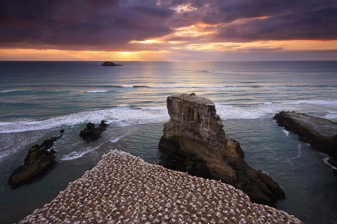 Muriwai Scenic Gannet & Wine Experience Incl. Lunch - Day Tour From Auckland - Assistance and Support Options
