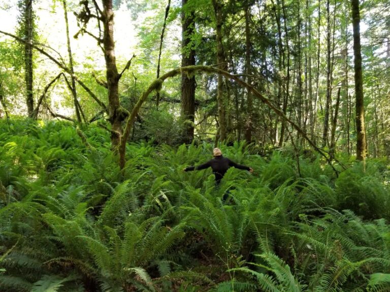 Mystical Rainforest Tour – Forest Magick