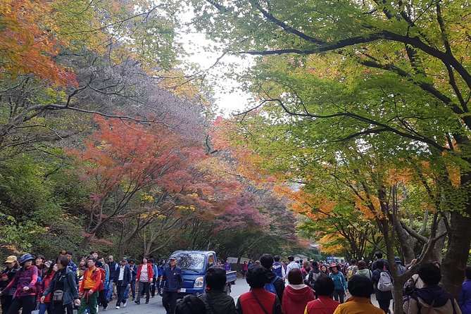 Naejangsan National Park Autumn Foliage Tour From Busan - Transportation Options