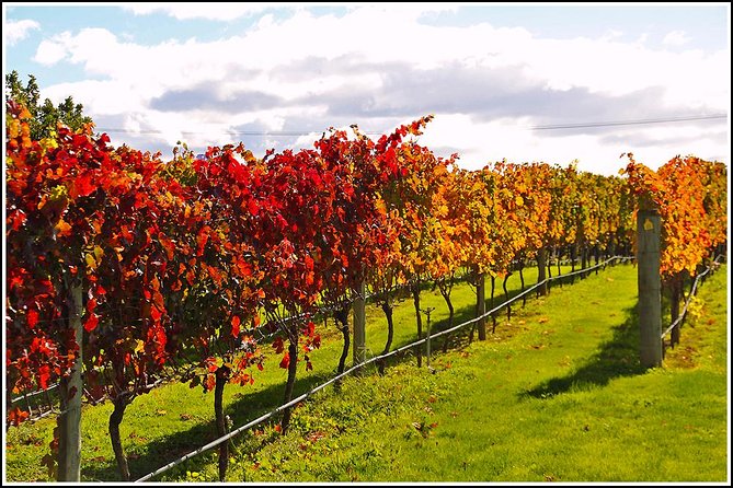 Napier Half-Day Small Group Wine and Beer Tour - Tour Details