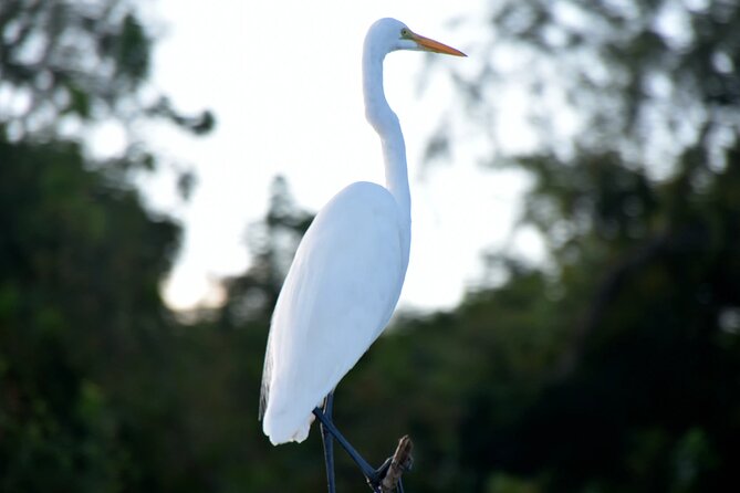 New Orleans Jean Lafitte National Historical Park Boat Ride - Tour Information