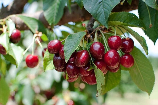New South Wales Cherry Picking Tour