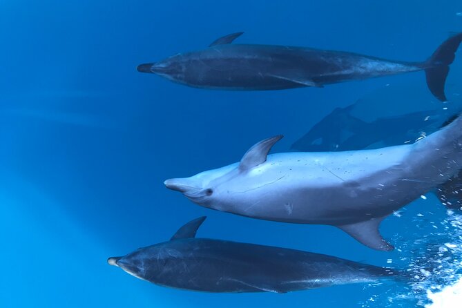 Noosa National Park & Wild Dolphin Safari